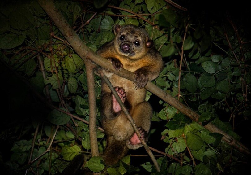 Picture 3 for Activity Manuel Antonio: Night Mangrove Safari Boat Tour with Dinner