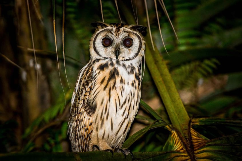 Manuel Antonio: Night Mangrove Safari Boat Tour with Dinner