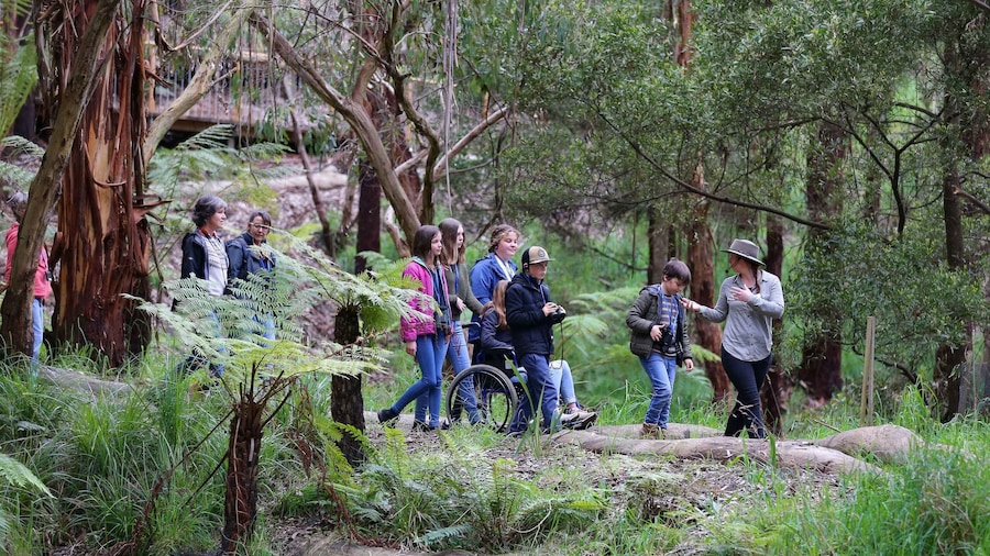 Great Ocean Road: Guided Wildlife Walk that Supports Nature