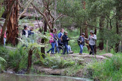 Great Ocean Road: Geführter Wildlife Walk, der die Natur unterstützt