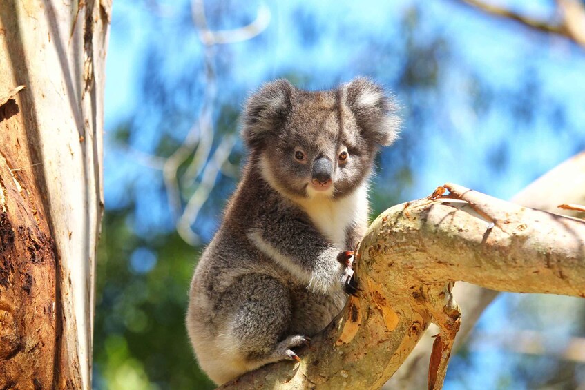 Picture 3 for Activity Great Ocean Road: Guided Wildlife Walk that Supports Nature