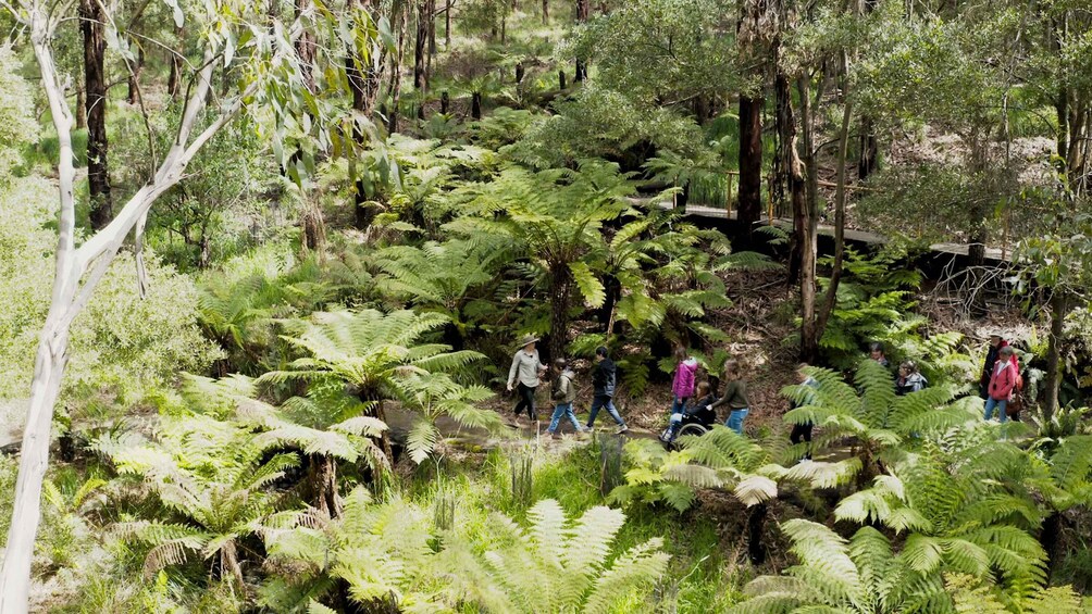 Picture 7 for Activity Great Ocean Road: Guided Wildlife Walk that Supports Nature