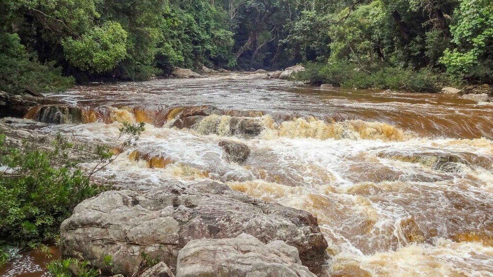 Picture 11 for Activity From Kuala Lumpur: Full Day Tour to Taman Negara