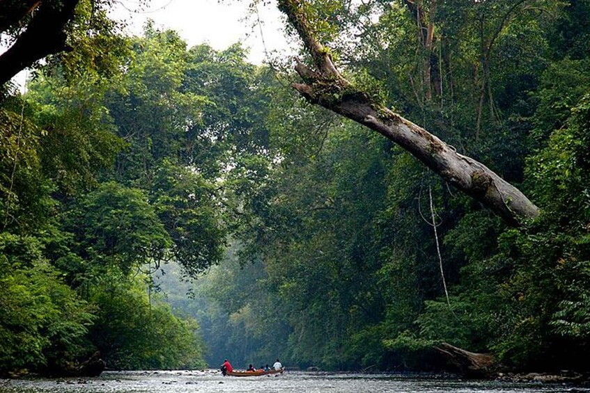 Picture 4 for Activity From Kuala Lumpur: Full Day Tour to Taman Negara