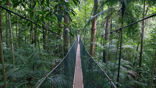 從吉隆坡出發：Taman Negara 全日遊