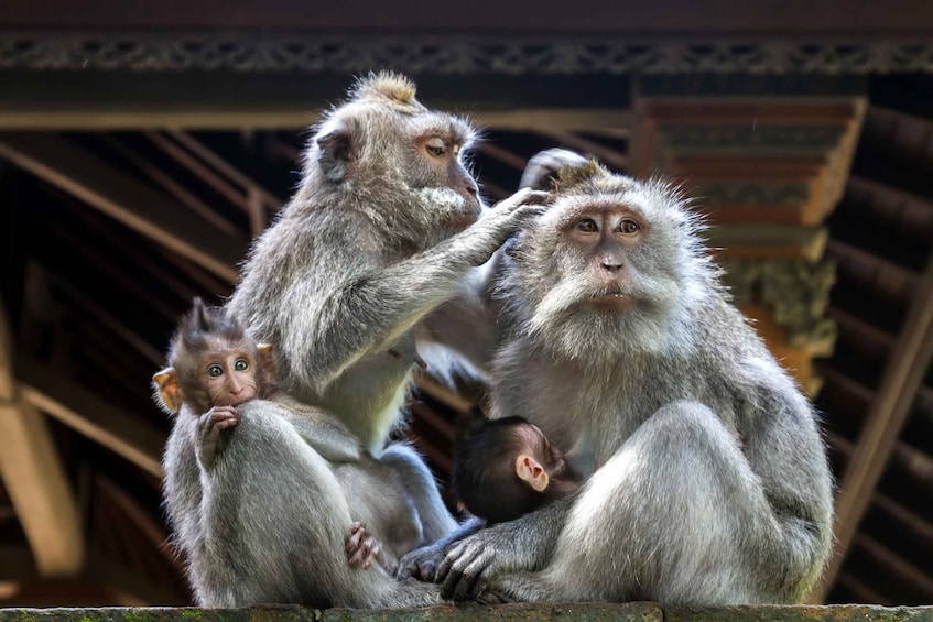 Picture 3 for Activity Ubud: All-Inclusive Tour with Optional Lunch