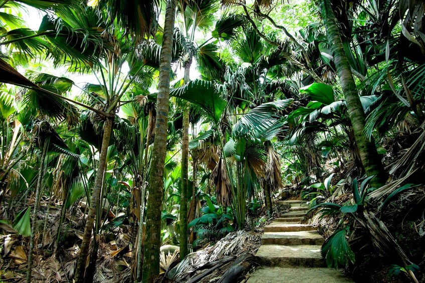 Picture 2 for Activity Praslin: Vallee de Mai Guided Hike with Transfer