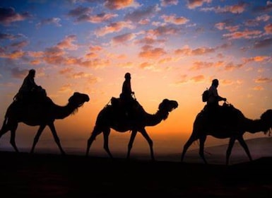 Desde Doha: safari nocturno por el desierto, paseo en camello y paseo en du...