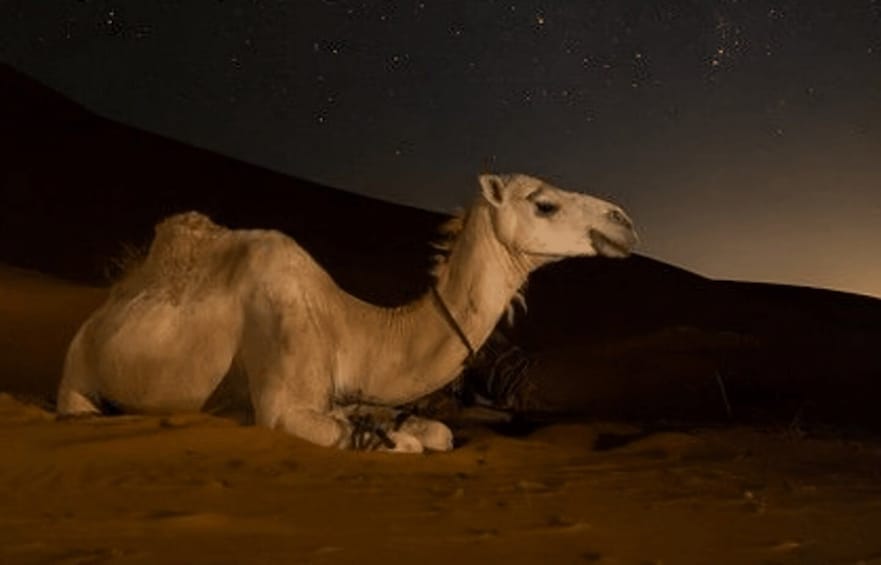 Picture 3 for Activity From Doha: Night Desert Safari, Dune Bashing & Camel Ride