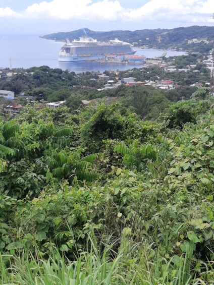 Picture 5 for Activity Roatan: Monkeys and Sloths Hangout with Island Tour