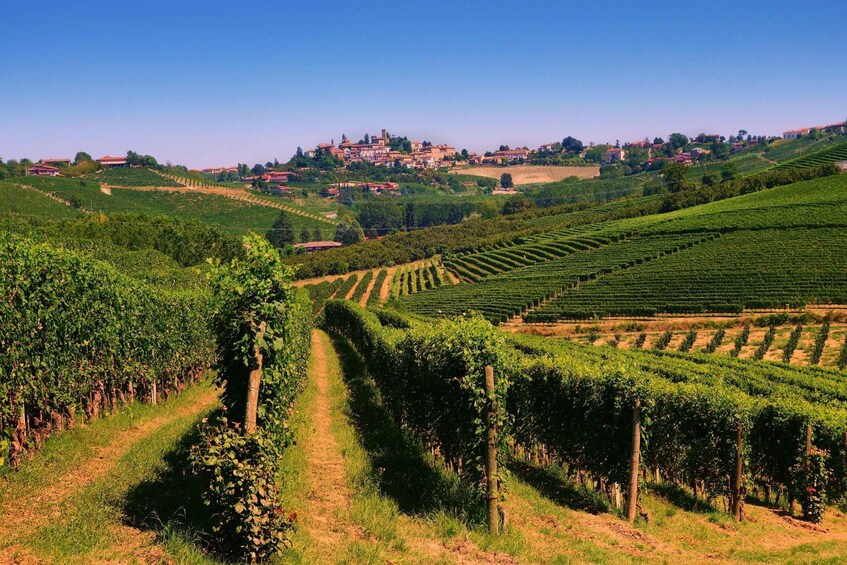 Picture 2 for Activity Turin: Langhe Wine Tour with Private Transfers and Lunch