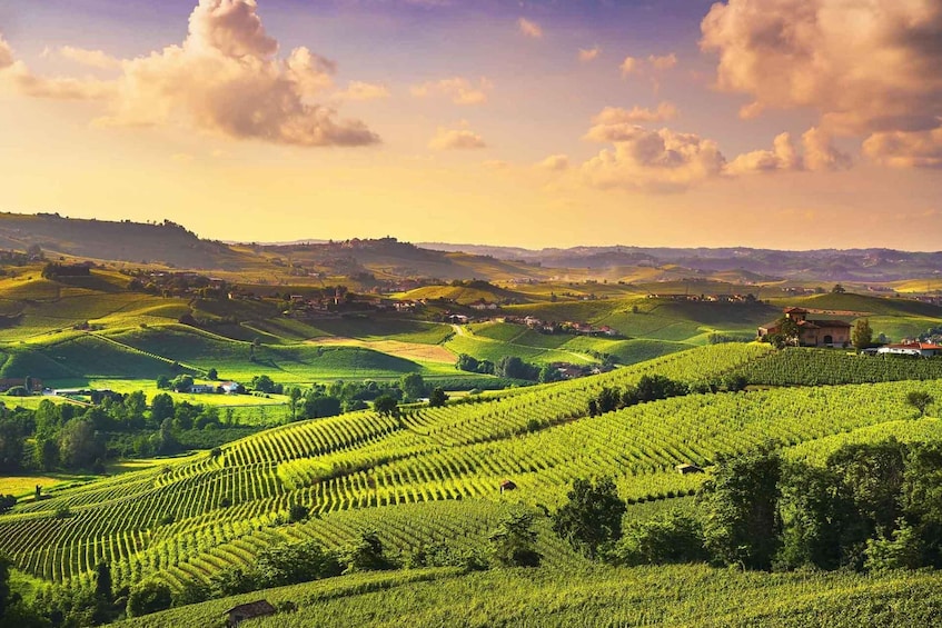 Turin: Langhe Wine Tour with Private Transfers and Lunch