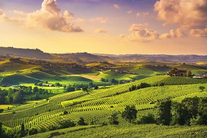 Turín: tour vinícola de Langhe con traslados privados y almuerzo