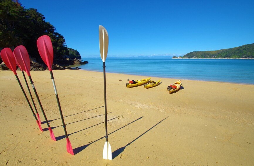 Picture 3 for Activity Abel Tasman: Scenic Cruise to Anchorage Bay from Kaiteriteri