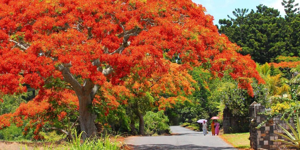 Picture 3 for Activity Port Louis & Northern Mauritius Full Day Guided Tour