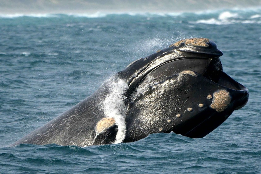 Picture 5 for Activity From Augusta: Educational Whale Watching Cruise
