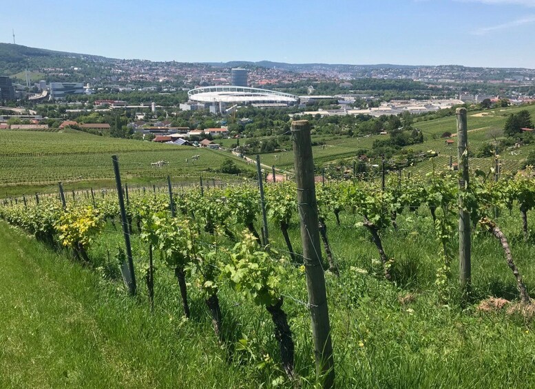 Stuttgart: Wine Tour with wines of the best winemakers