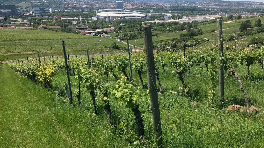 Stuttgart: Wine Tour with wines of the best winemakers