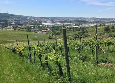 Stuttgart : Wine Tour avec les vins des meilleurs vignerons