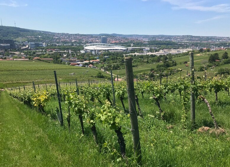 Stuttgart: Wine Tour with wines of the best winemakers