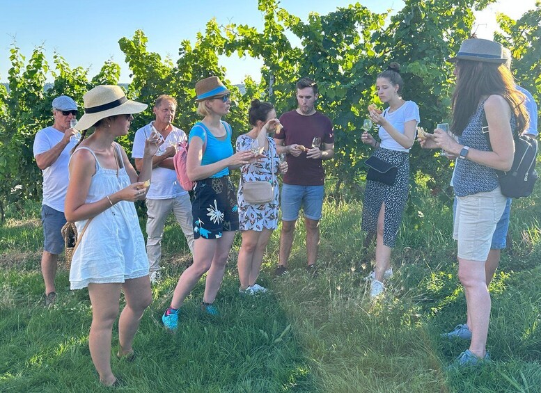 Picture 3 for Activity Stuttgart: Wine Tour with wines of the best winemakers