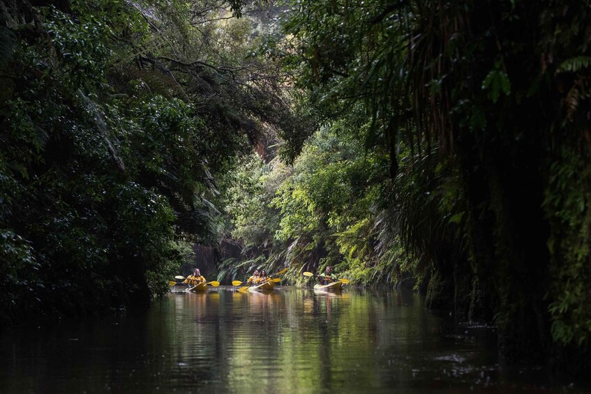 Picture 6 for Activity Lake Karapiro: Evening Kayak Glowworm Tour