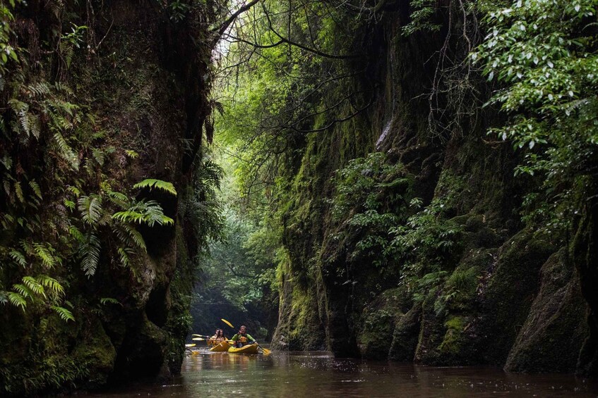 Picture 4 for Activity Lake Karapiro: Evening Kayak Glowworm Tour