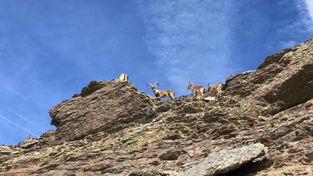 Picture 10 for Activity From Granada: Sierra Nevada Safari Tour to 2500 Meters