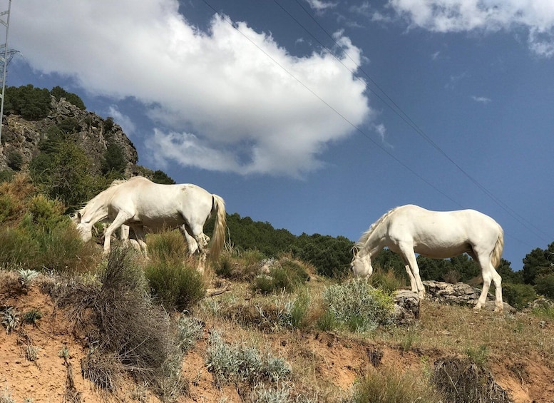 Picture 16 for Activity From Granada: Sierra Nevada Safari Tour to 2500 Meters