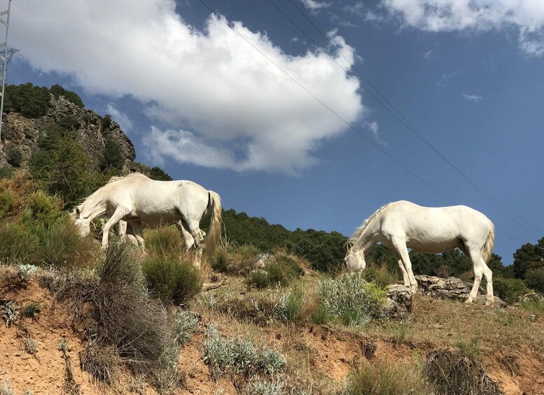 Picture 16 for Activity From Granada: Sierra Nevada Safari Tour to 2500 Meters