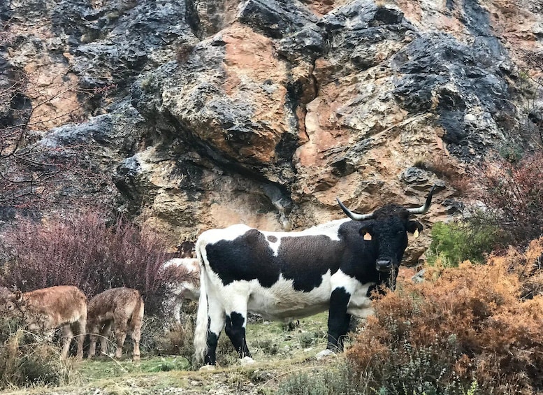 Picture 12 for Activity From Granada: Sierra Nevada Safari Tour to 2500 Meters