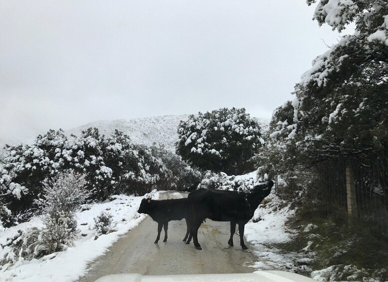 Picture 17 for Activity From Granada: Sierra Nevada Safari Tour to 2500 Meters