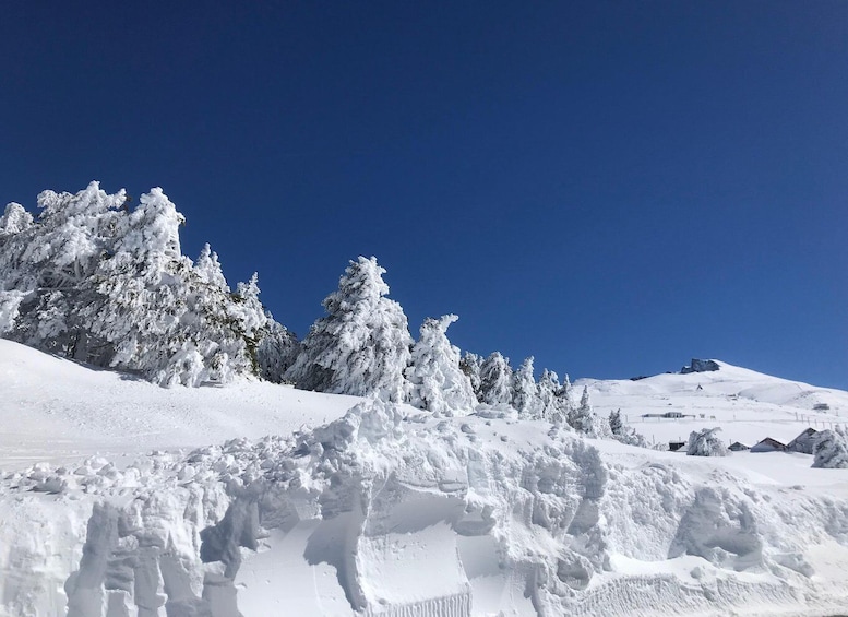 Picture 8 for Activity From Granada: Sierra Nevada Safari Tour to 2500 Meters