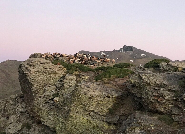 Picture 13 for Activity From Granada: Sierra Nevada Guided 4x4 Tour to 2500 Meters