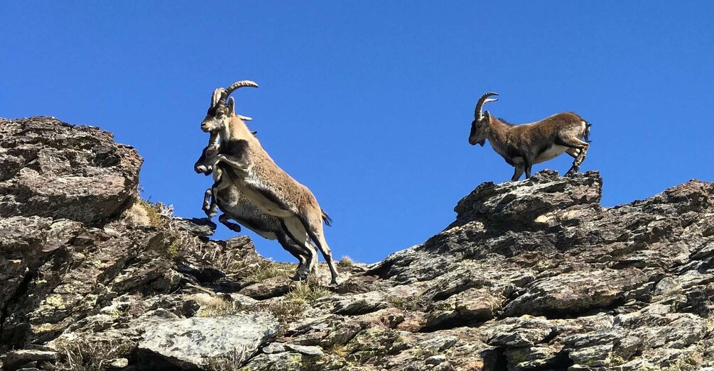 Picture 1 for Activity From Granada: Sierra Nevada Guided 4x4 Tour to 2500 Meters