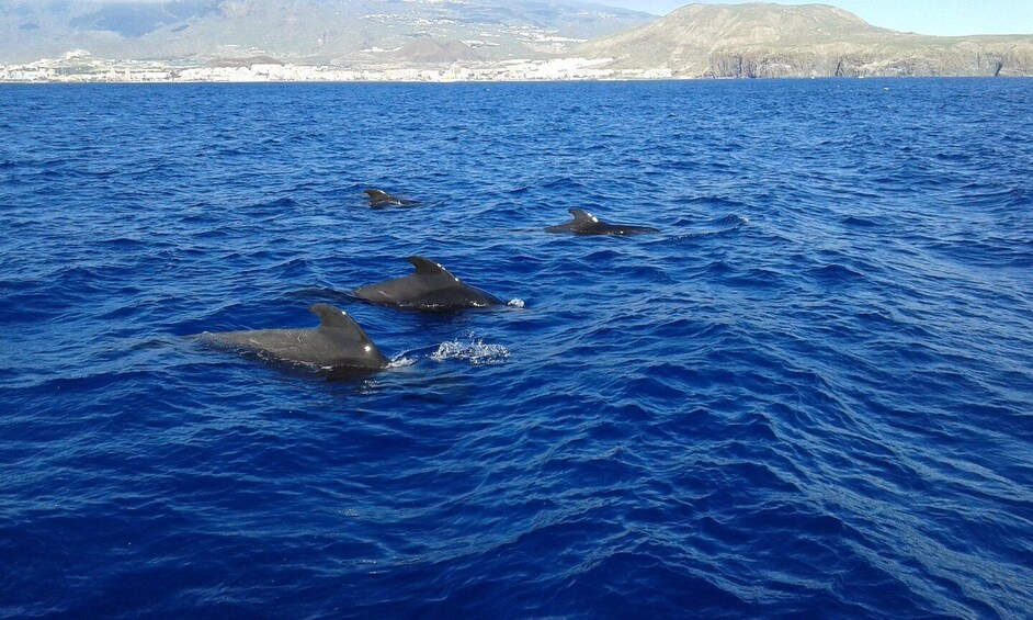 Picture 3 for Activity Tenerife: 5-Hour Whales and Dolphins Tour