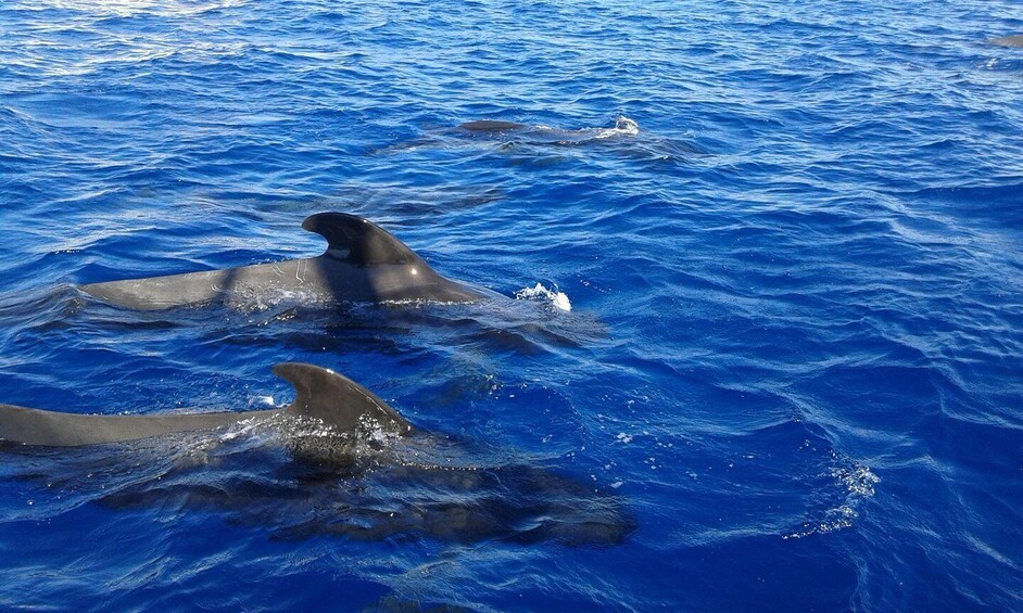 Picture 1 for Activity Tenerife: 5-Hour Whales and Dolphins Tour