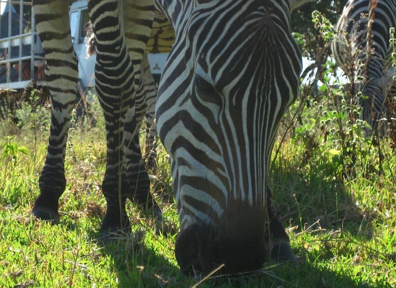 Picture 1 for Activity Coron: Calauit Safari Adventure