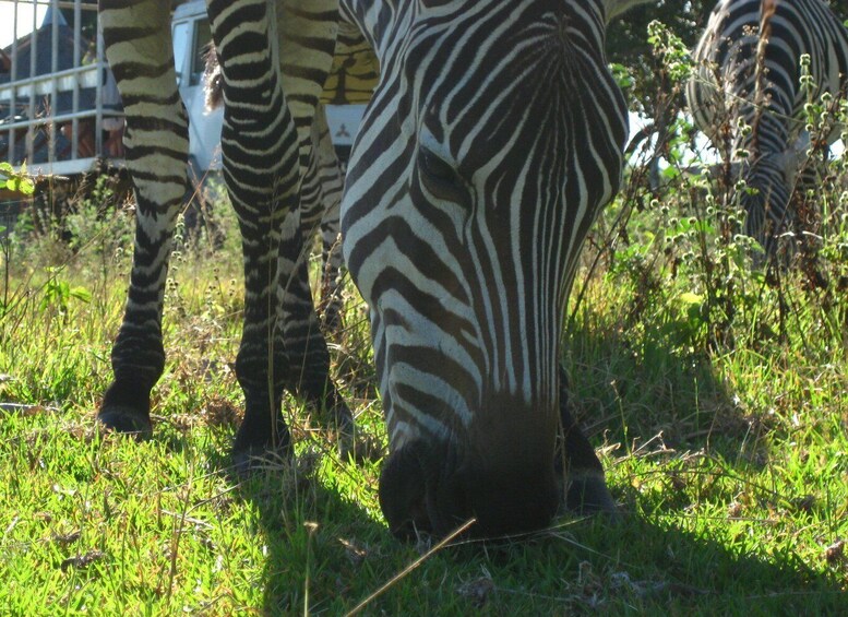 Picture 1 for Activity Coron: Calauit Safari Adventure