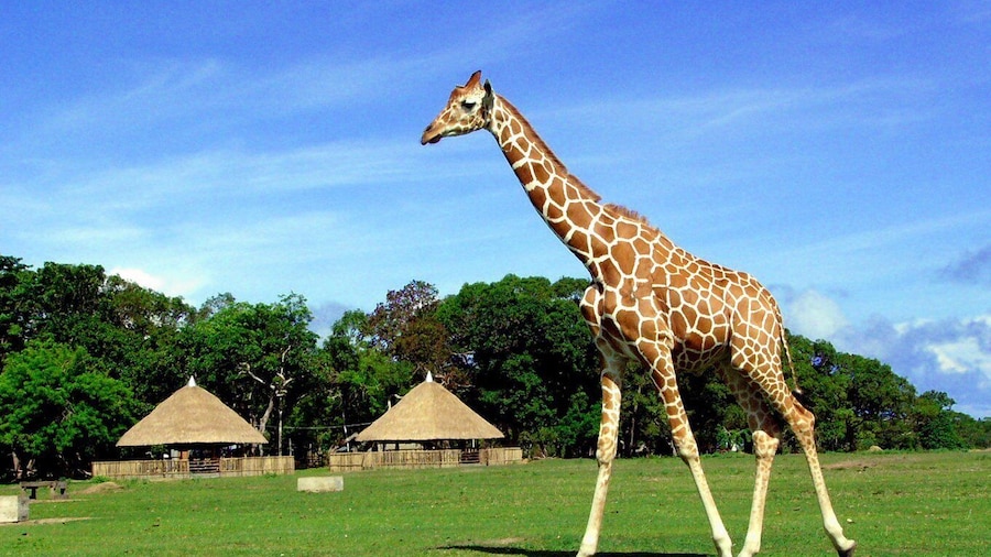 Coron: Calauit Safari Adventure