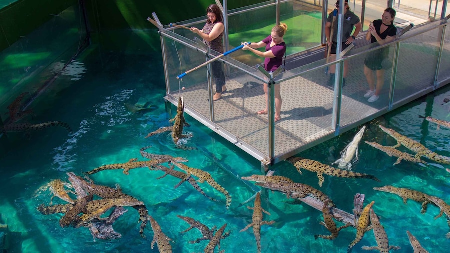 Picture 1 for Activity Crocosaurus Cove General Admission Ticket