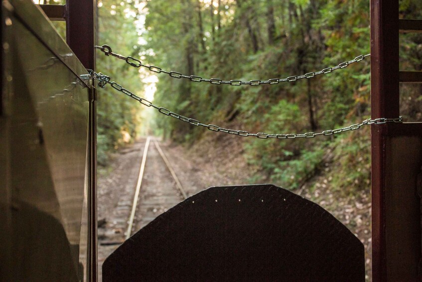 Picture 3 for Activity Mendocino County: Skunk Train Wolf Tree Turn Train Ride