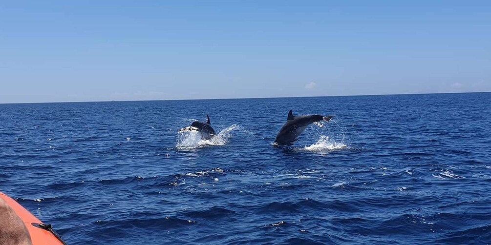 Picture 3 for Activity Sesimbra: Eco-friendly Dolphin Watching Tour