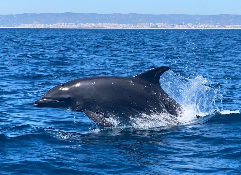 Picture 6 for Activity Arrábida - Sesimbra: Dolphin Watching