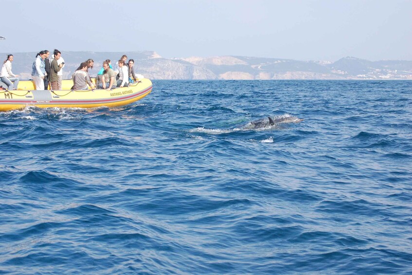 Picture 4 for Activity Sesimbra: Eco-friendly Dolphin Watching Tour