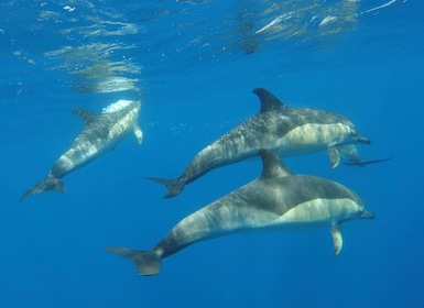 Arrábida - Sesimbra: Dolphin Watching
