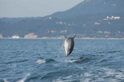 Sesimbra: Eco-friendly Dolphin Watching Tour