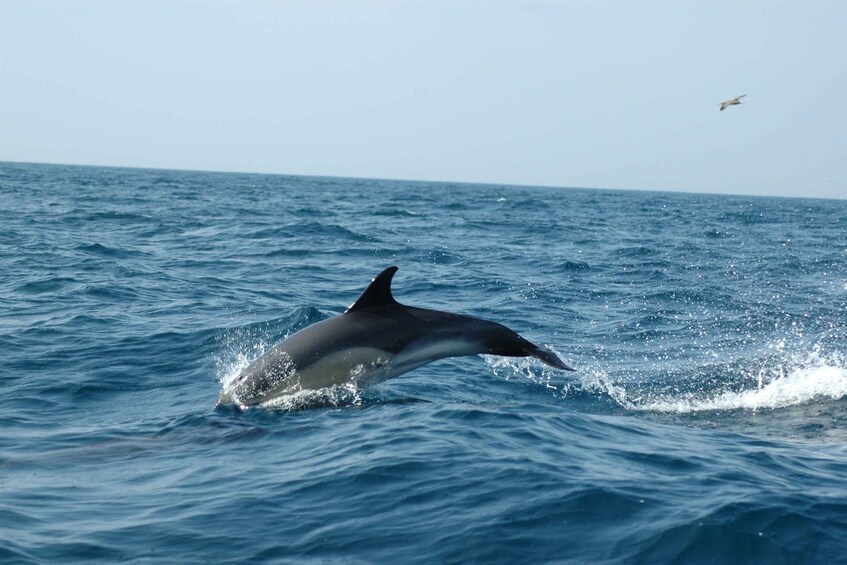 Picture 1 for Activity Sesimbra: Eco-friendly Dolphin Watching Tour