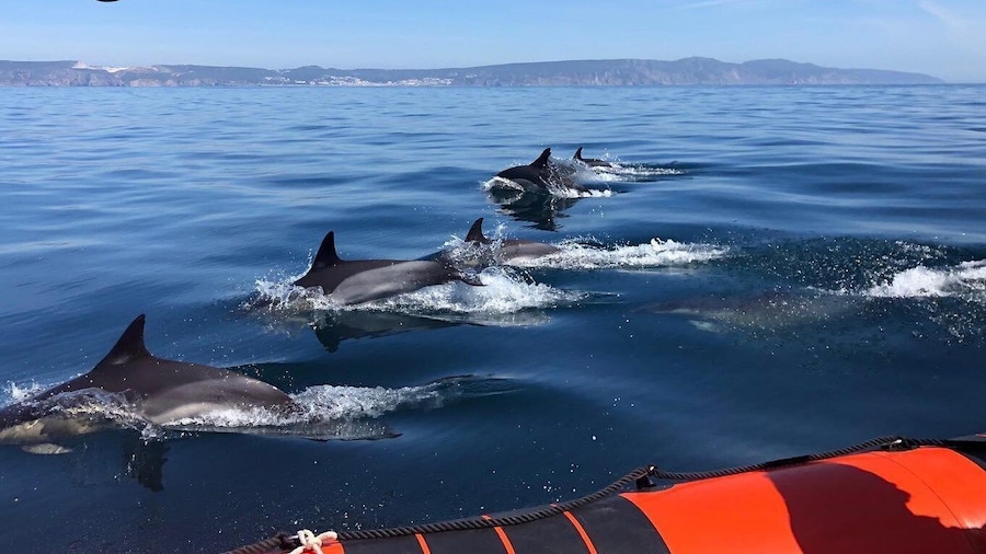 Picture 4 for Activity Arrábida - Sesimbra: Dolphin Watching