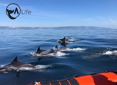 Arrábida - Sesimbra: Dolphin Watching